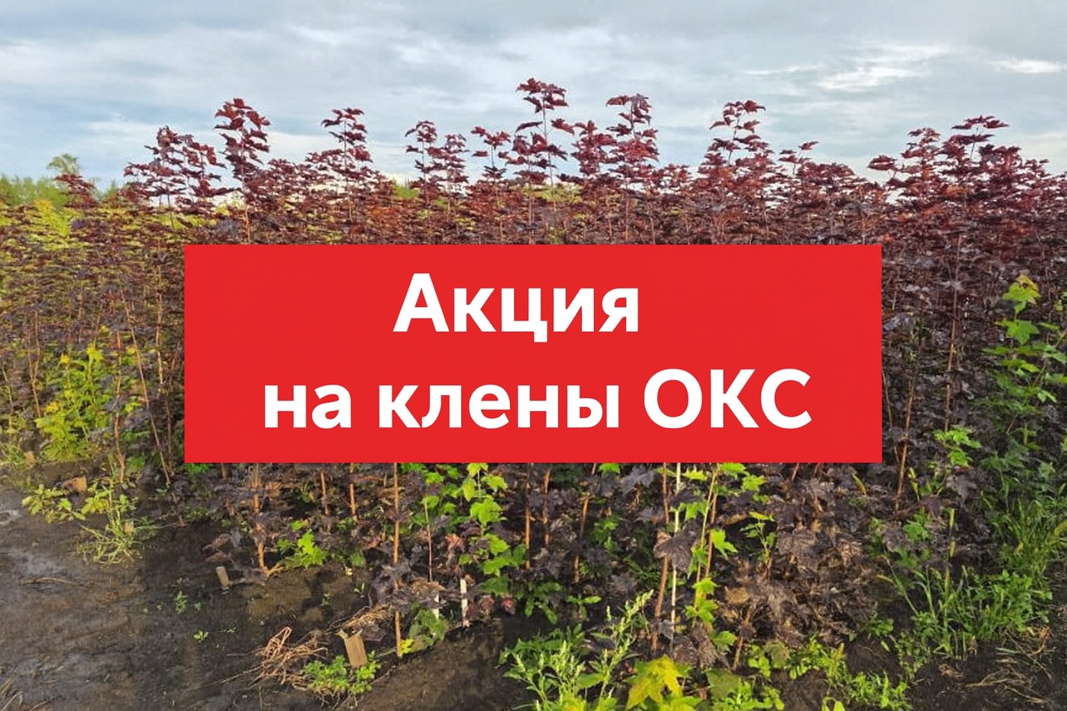 Акция на клены ОКС оптом | Предзаказ на октябрь 2025 года