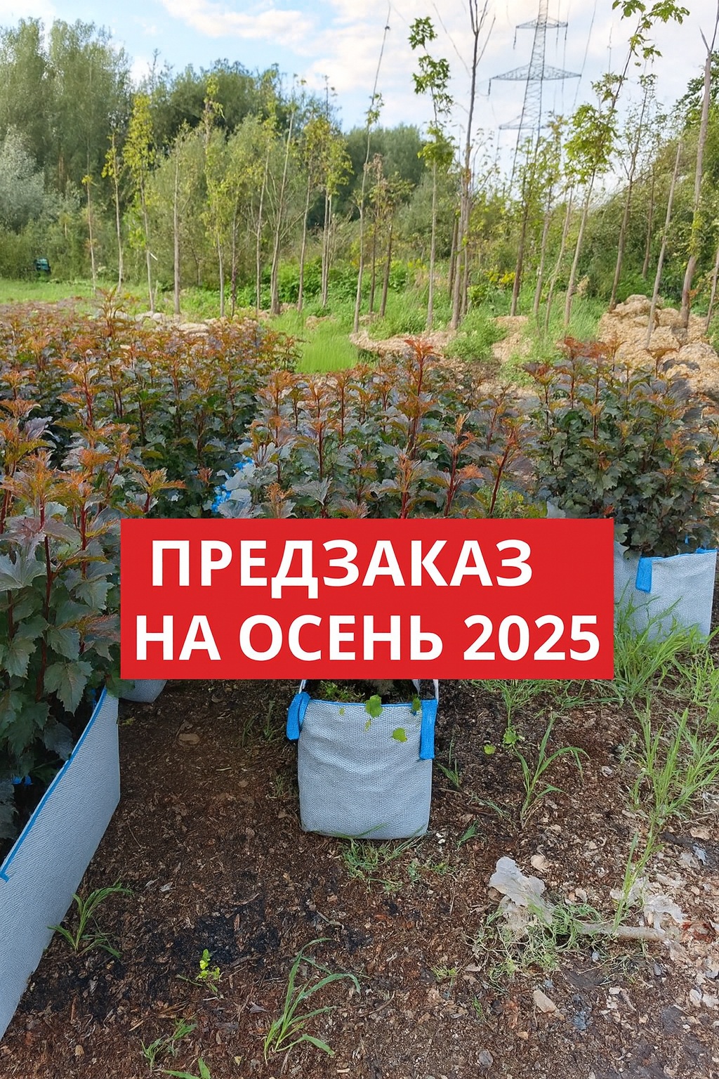Акция на БЖИ Пузыреплодника Диабло